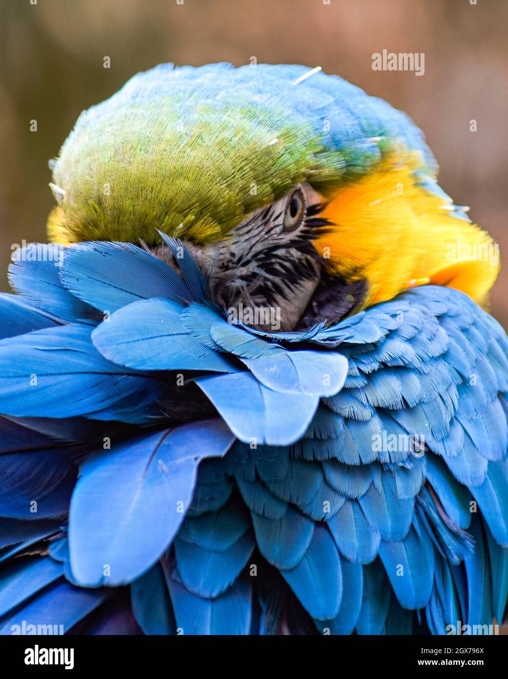 Primo piano di macaw blu timido e oro. Foto Stock
