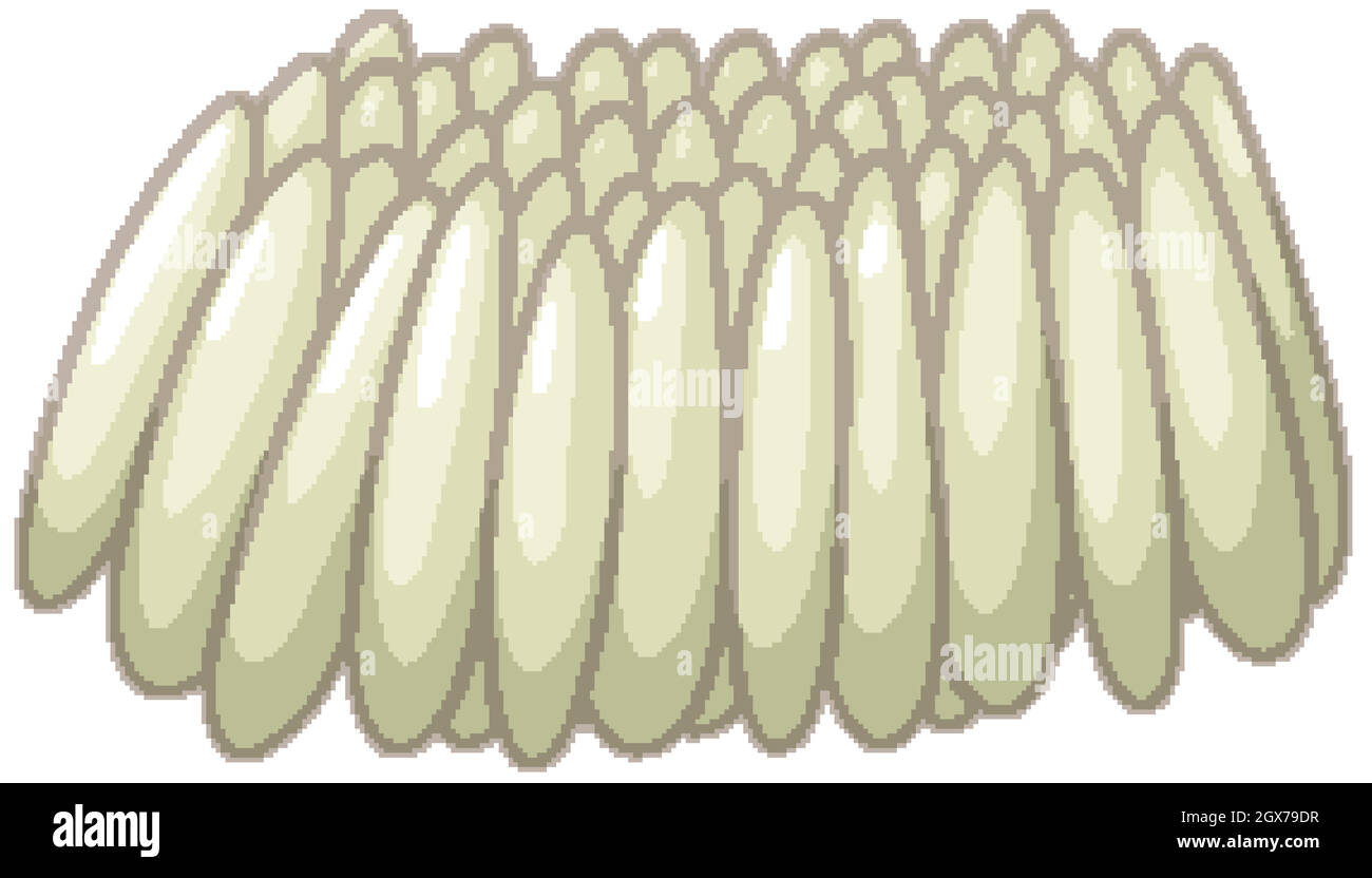 Uova di zanzara su sfondo bianco Illustrazione Vettoriale