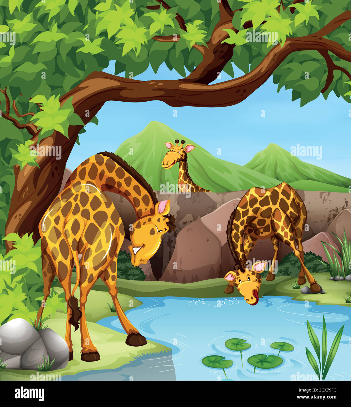 Giraffe acqua potabile dal laghetto Illustrazione Vettoriale