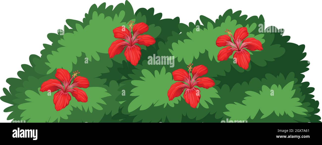 Fiori rossi su cespuglio verde Illustrazione Vettoriale