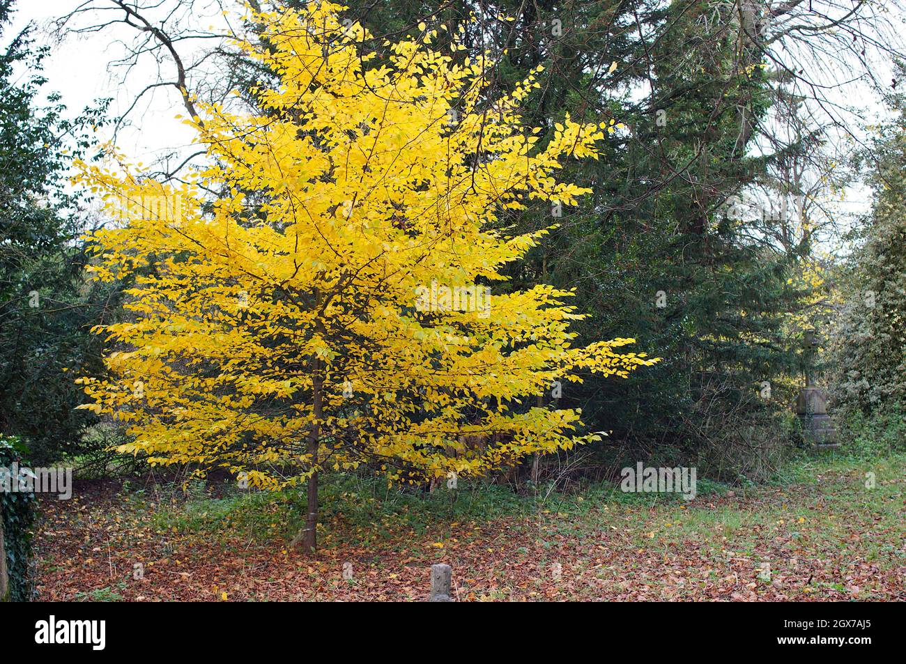 Albero giovane con foglie gialle durante l'autunno in una foglia larga temperata e foresta mista Foto Stock