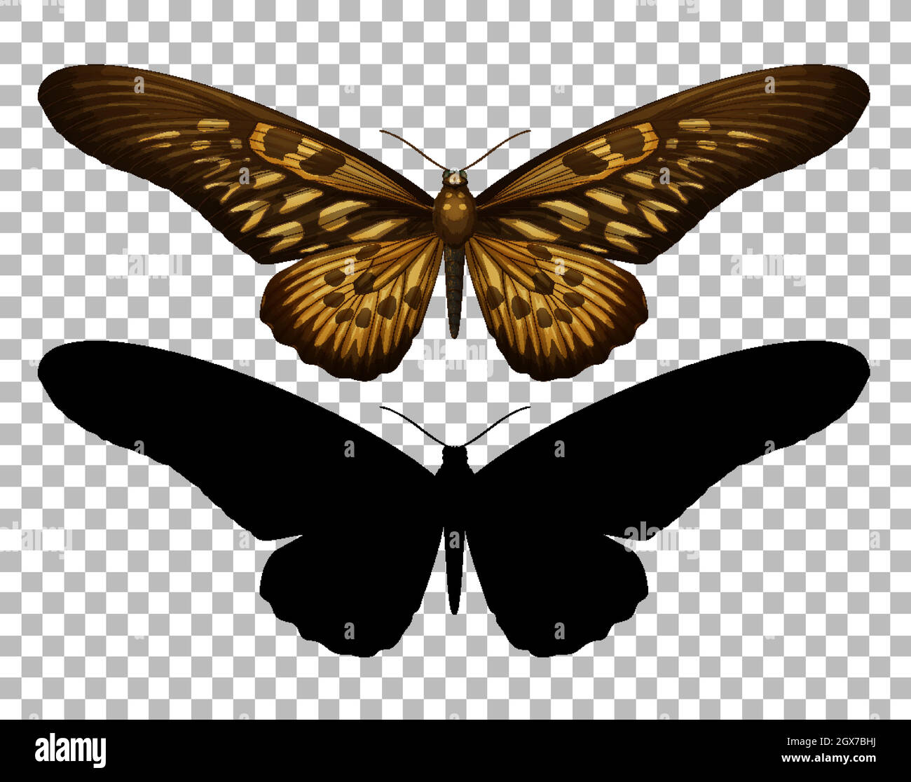 Butterfly e la sua silhouette su sfondo trasparente Illustrazione Vettoriale