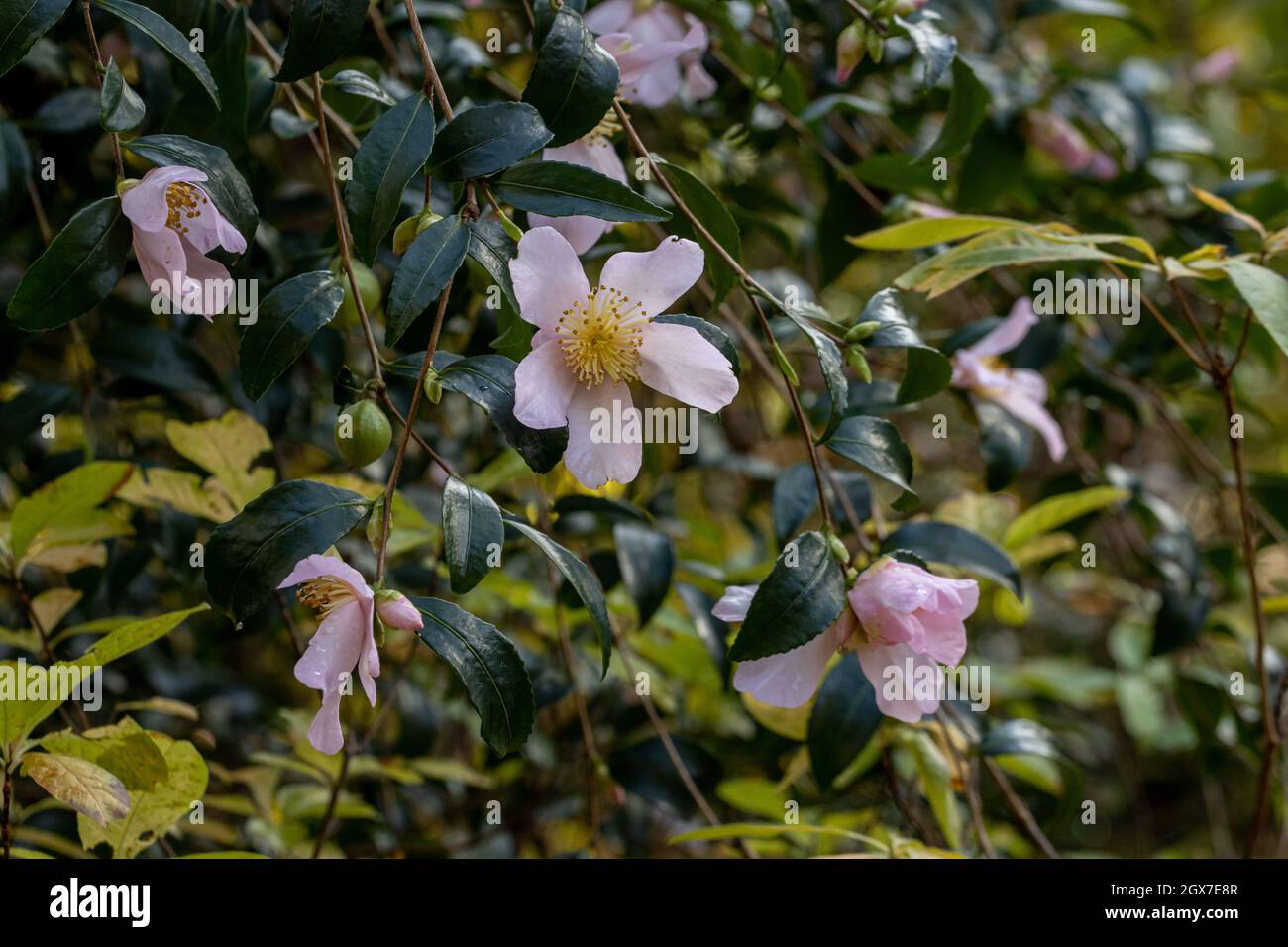 Camellia sasanqua Morden's Blush in fiore in inverno Foto Stock