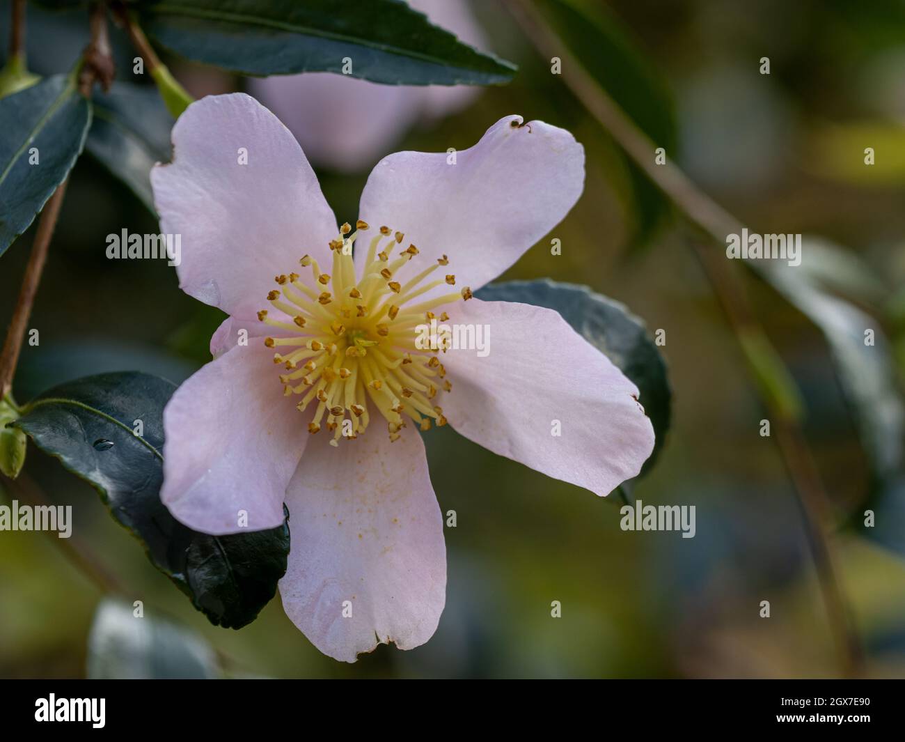 Primo piano di Camellia sasanqua Maiden's Blush fiore in inverno Foto Stock