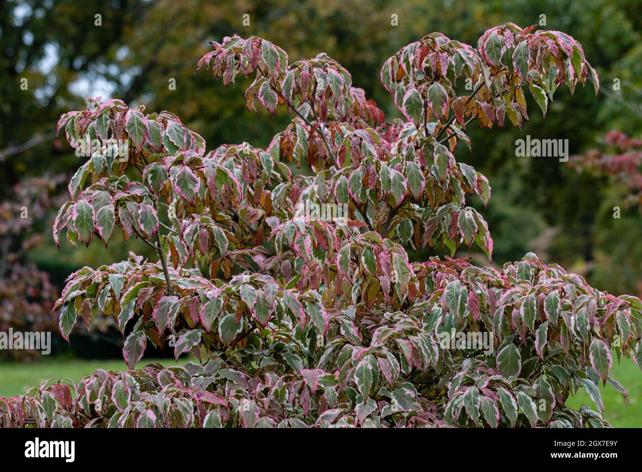 Variegata Cornus kousa Wolf occhi fogliame in autunno Foto Stock
