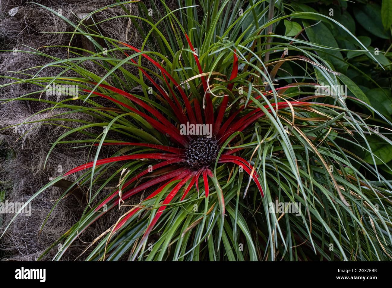 Primo piano di Fasciularia bicolore che mostra il colore autunnale Foto Stock