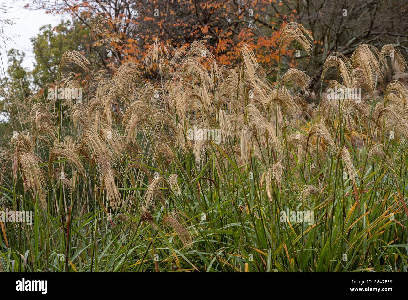 Miscanthus nepalensis in fiore in autunno Foto Stock