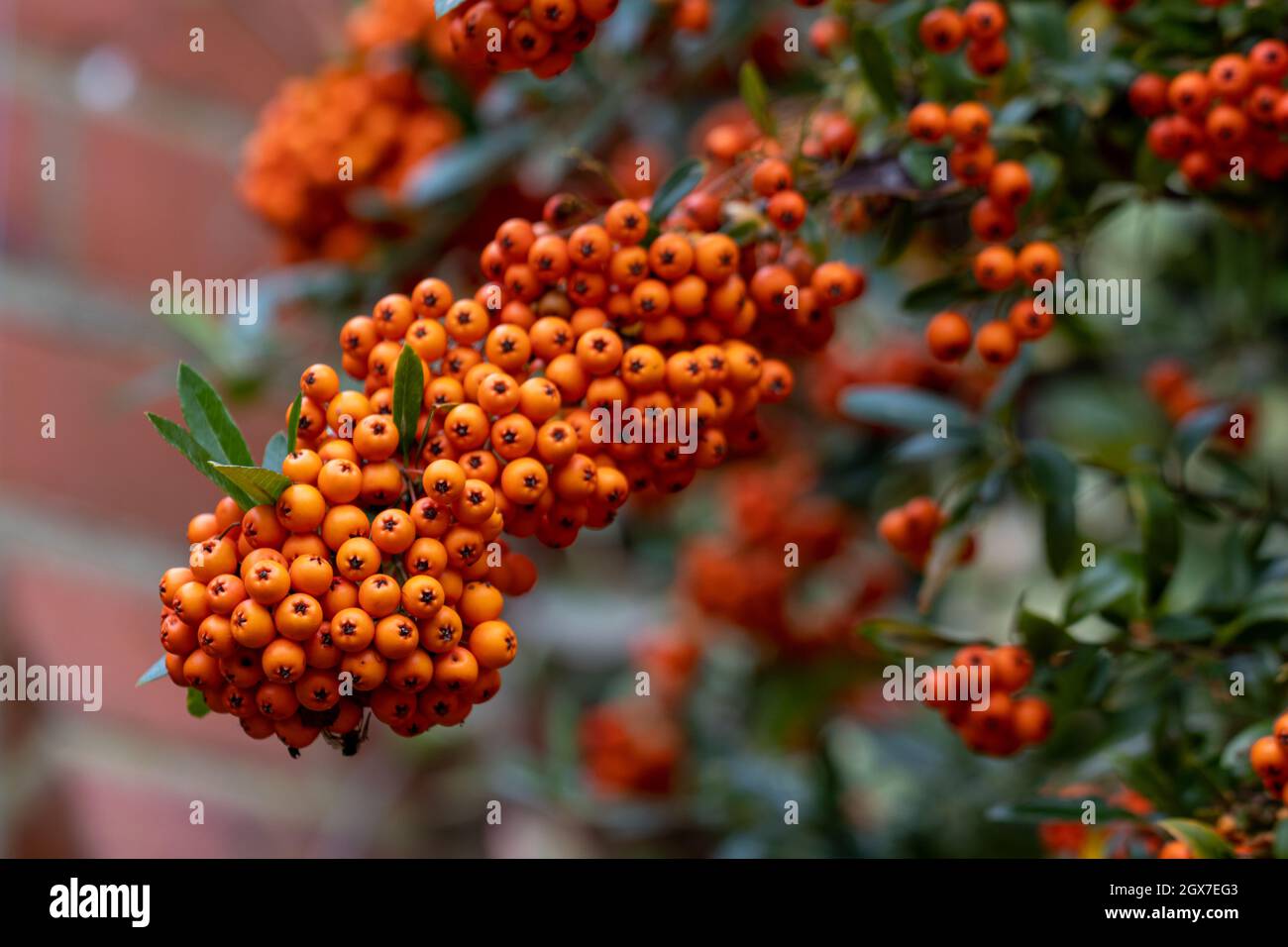 Primo piano di Pyracantha Saphyr bacche d'arancia in autunno Foto Stock
