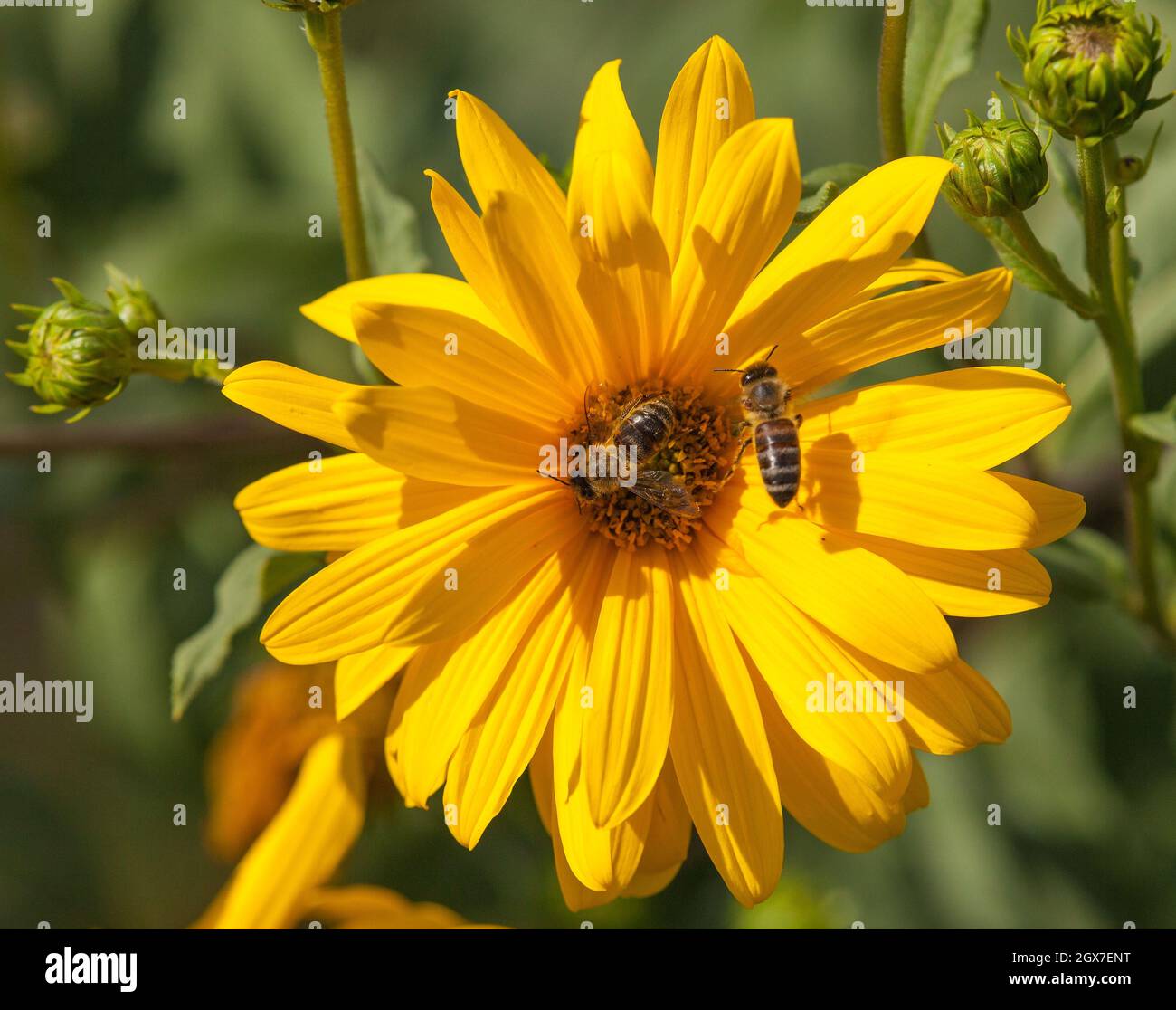 Particolare di ape o di ape in latino Apis mellifera, europeo o occidentale ape miele seduta sul fiore giallo Foto Stock