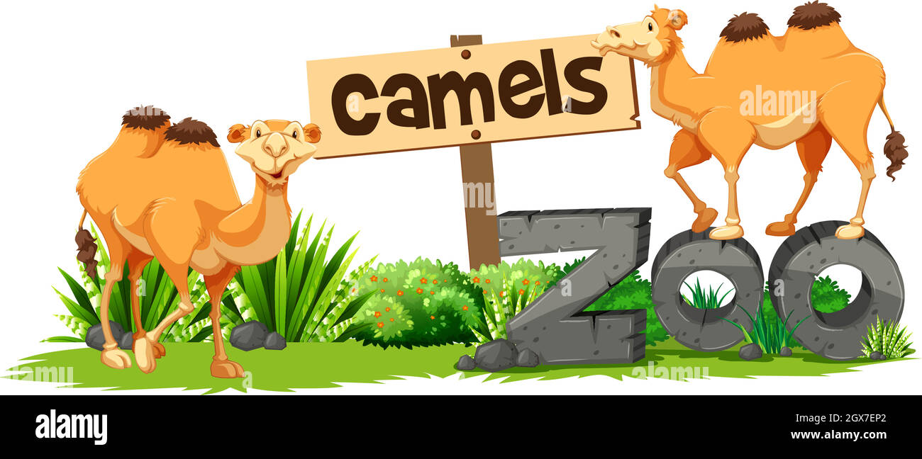 Due cammelli nello zoo Illustrazione Vettoriale