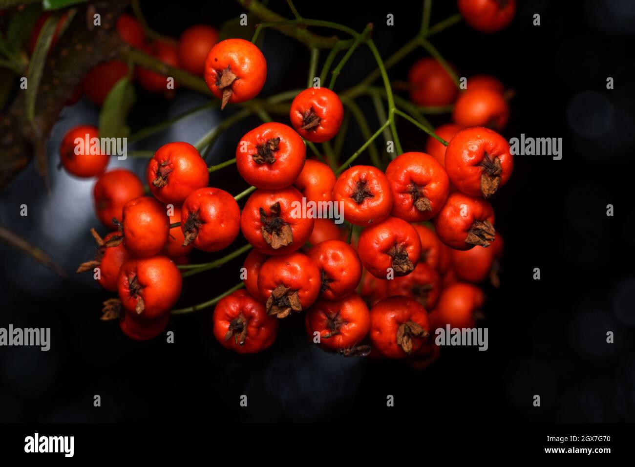 Pyracantha frutti rossi di un fuoco in un parco all'inizio dell'autunno Foto Stock