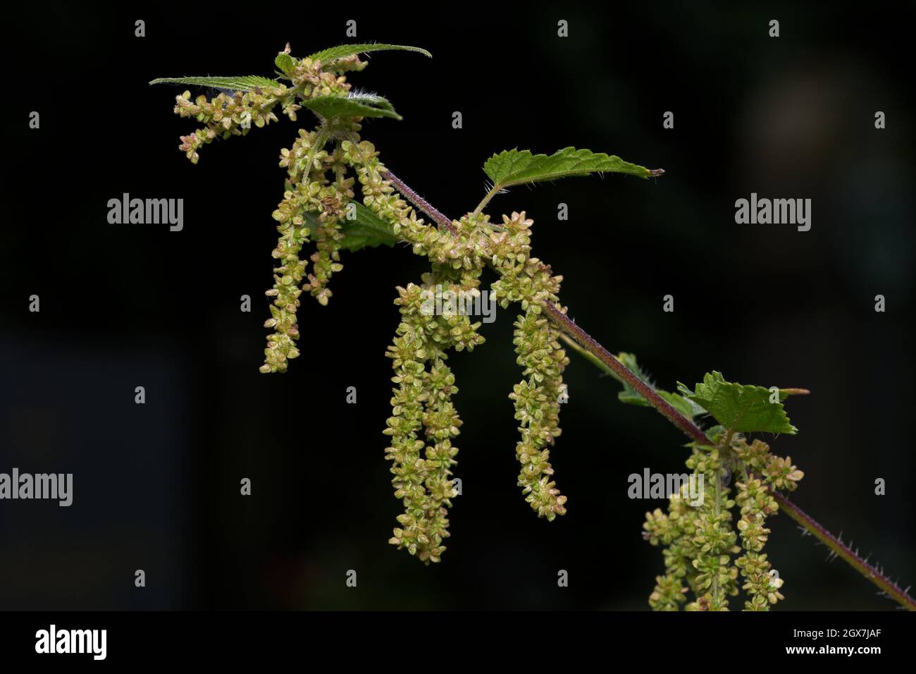 urtica dioica primo piano di una ortica in fiore davanti a sfondo scuro Foto Stock