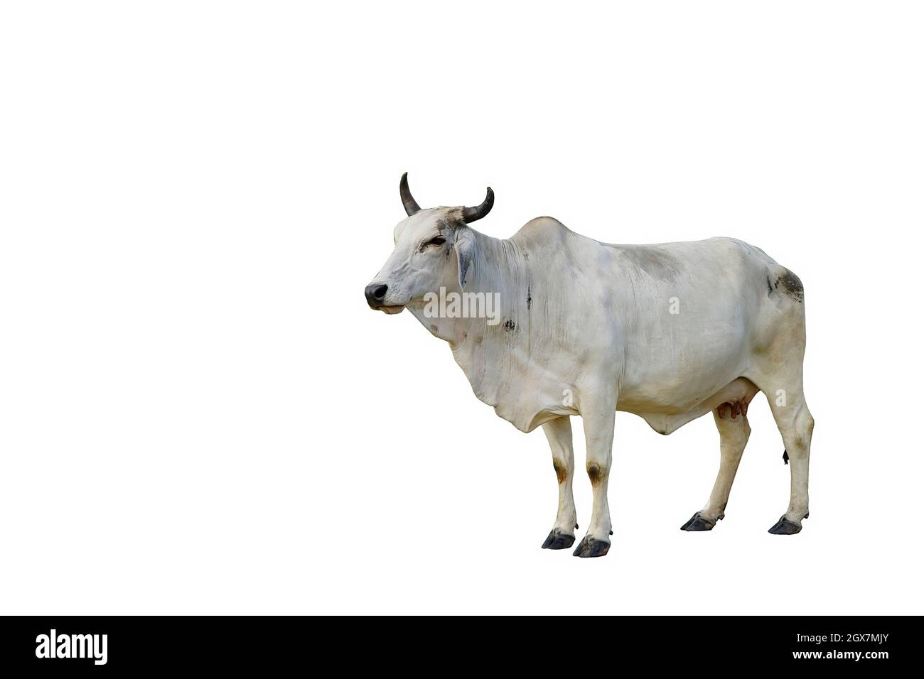 una vacca bianca su sfondo bianco Foto Stock