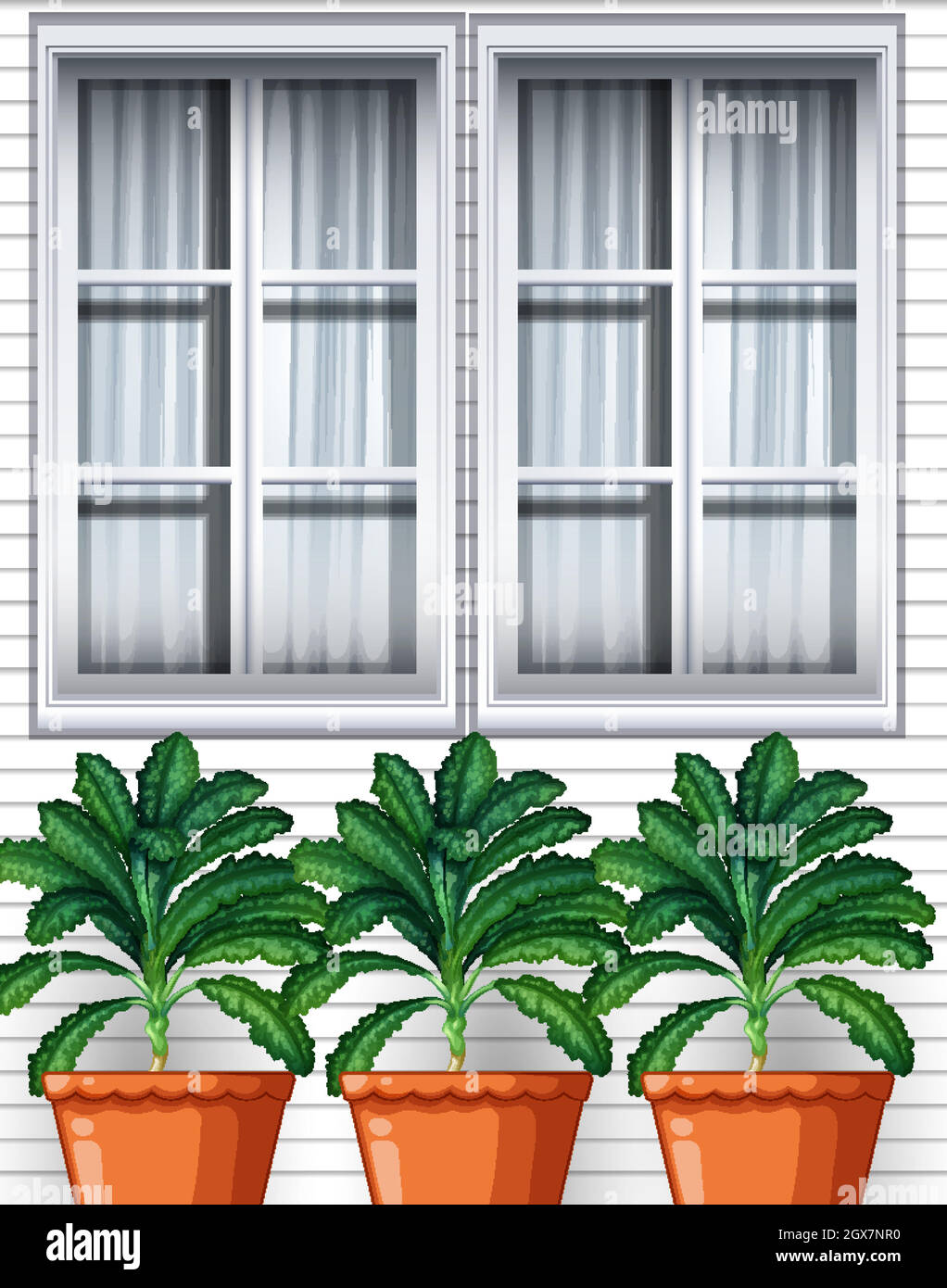 Tre piante di culantro in pentole sullo sfondo della finestra Illustrazione Vettoriale