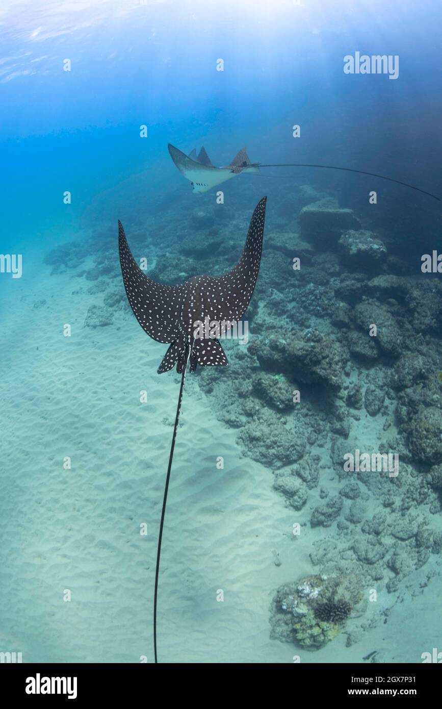 I raggi di aquila avvistati, Aetobatis narinari, raggiungono oltre sei piedi di alettone e sono legati agli squali. Hawaii. Foto Stock