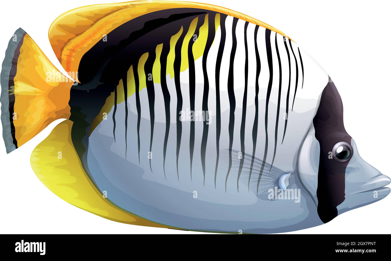 Pesce farfalla a macchia di nuca Illustrazione Vettoriale