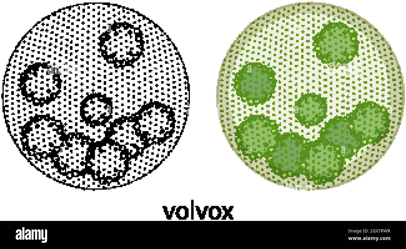 Volvox a colori e scarabeo su sfondo bianco Illustrazione Vettoriale