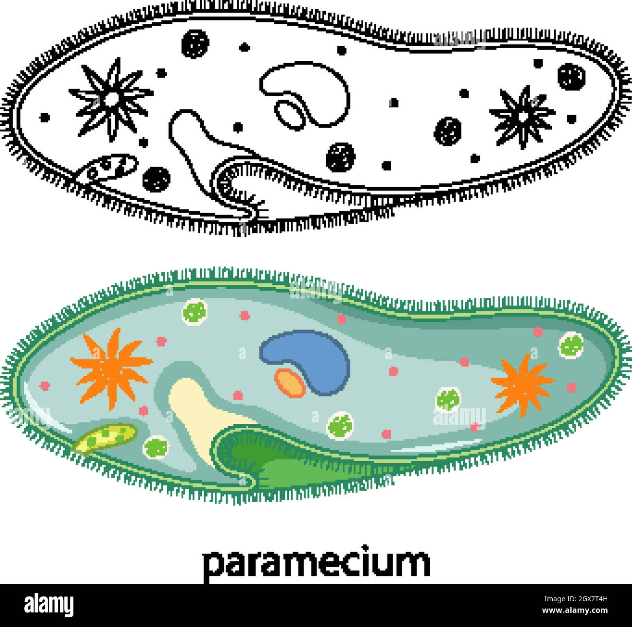 Paramecium a colori e noodle su sfondo bianco Illustrazione Vettoriale