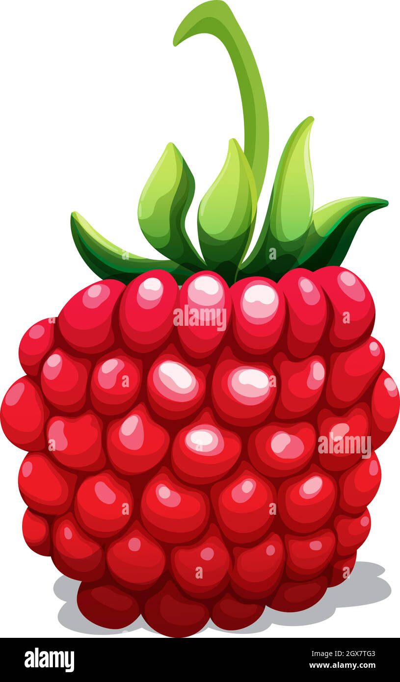 Raspberry fresco con gambo verde Illustrazione Vettoriale