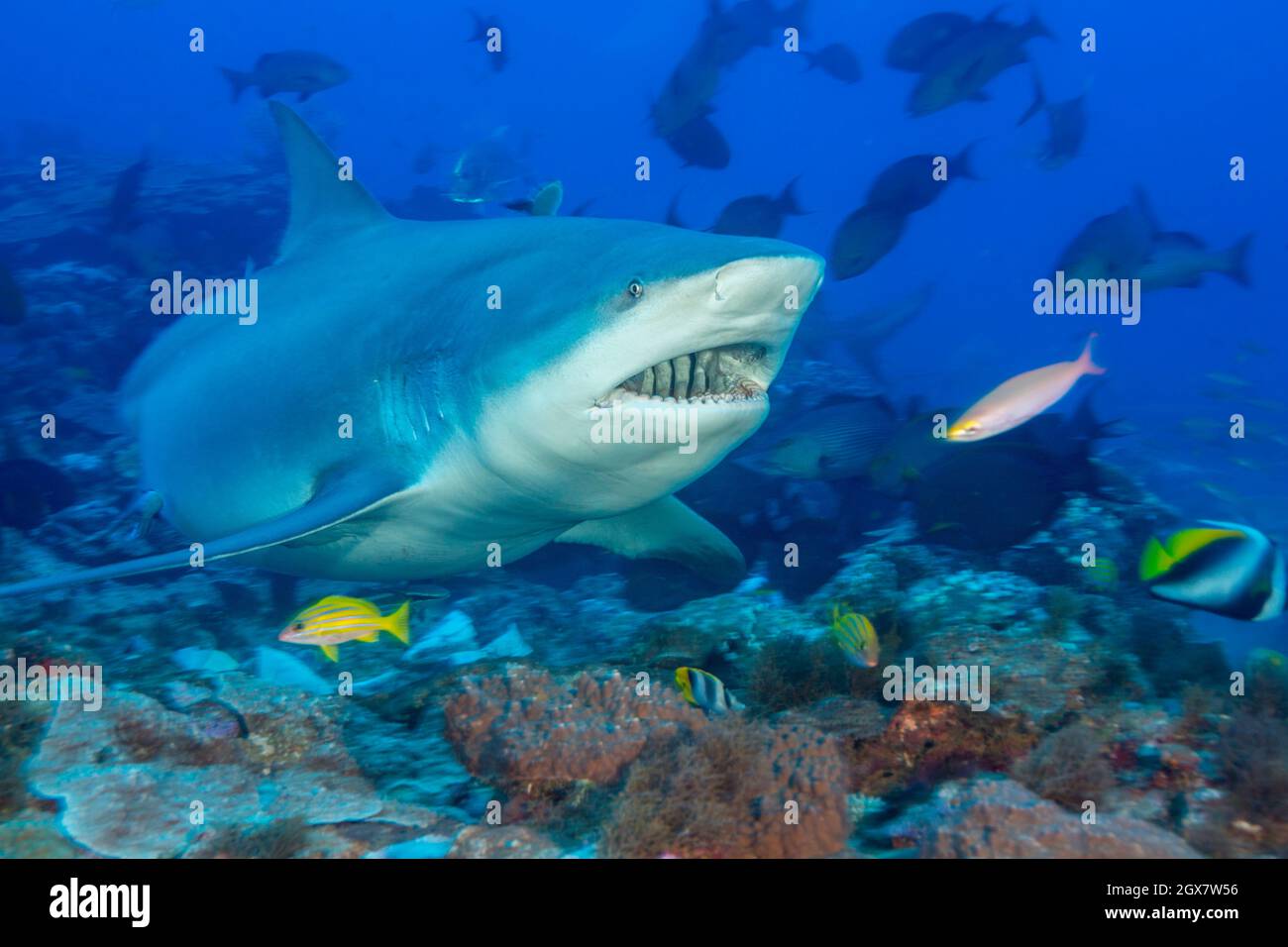 Uno sguardo alla parte anteriore di uno squalo toro, leuche di Carcharhinus, Laguna di BUR, viti Levu, Fiji. Questa specie è conosciuta per la sua capacità di sopravvivere in gres Foto Stock