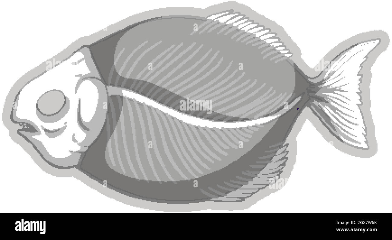 Scheletro fossile di pesce su sfondo bianco Illustrazione Vettoriale