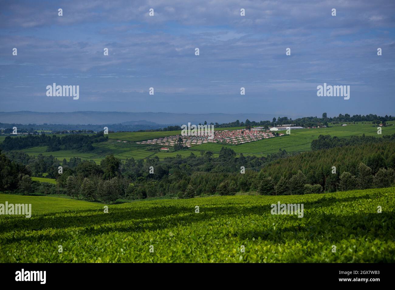 Foglie di tè Farm Estate piantagioni in Kericho County Kenya immagini ad alta risoluzione di Antony Trivet Fotografia la città di Nairobi County basato creatives Foto Stock