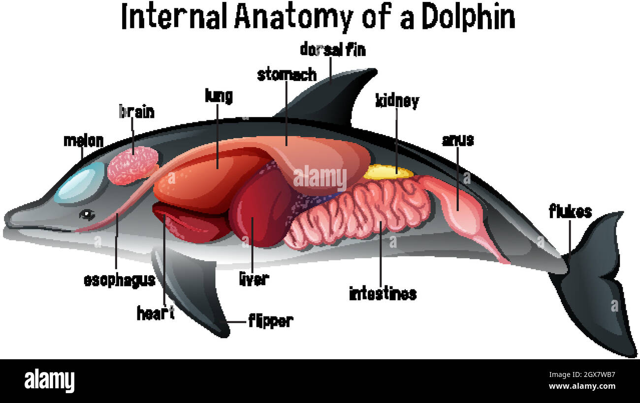Anatomia interna di un delfino Illustrazione Vettoriale Anatomia interna di un delfino Illustrazione Vettoriale