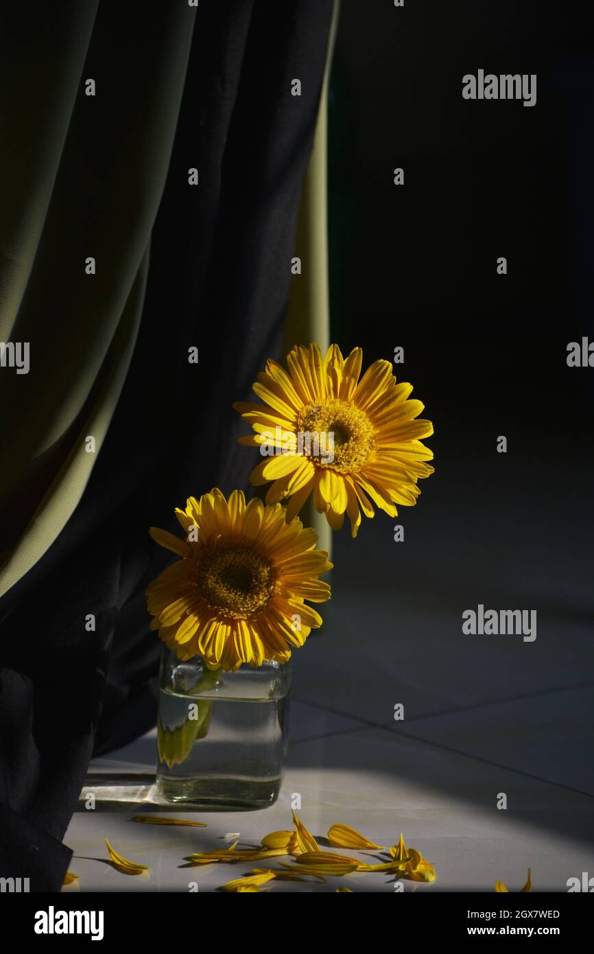 Still Life fotografia Foto Stock