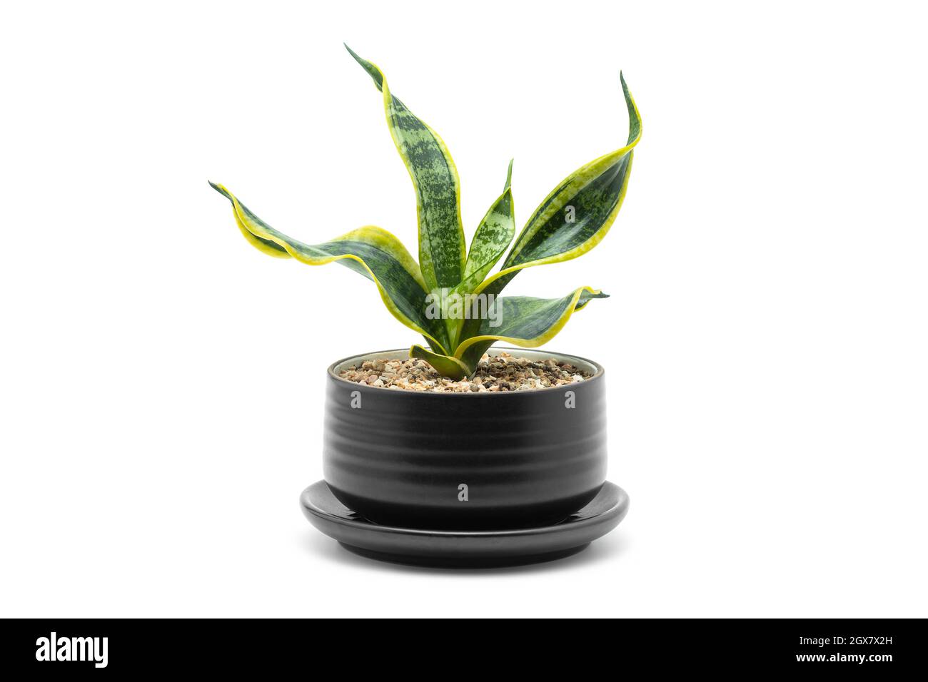 Casalinga. Snake pianta in ceramica nera vaso pianta su sfondo bianco. Foto Stock