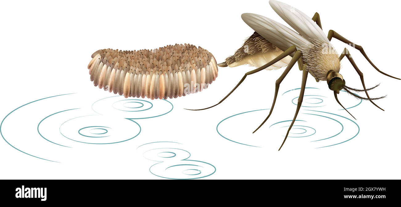 Una zanzara che depone uova Illustrazione Vettoriale