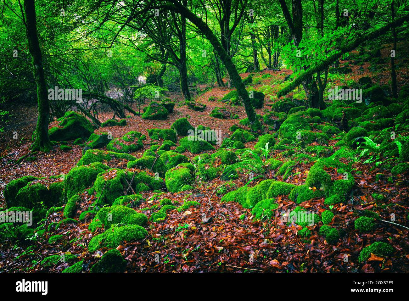 Alberi di muschio in una foresta mistica verde Foto Stock