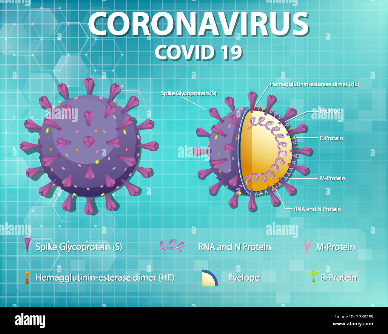 Diagramma della struttura delle particelle del virus Corona Illustrazione Vettoriale