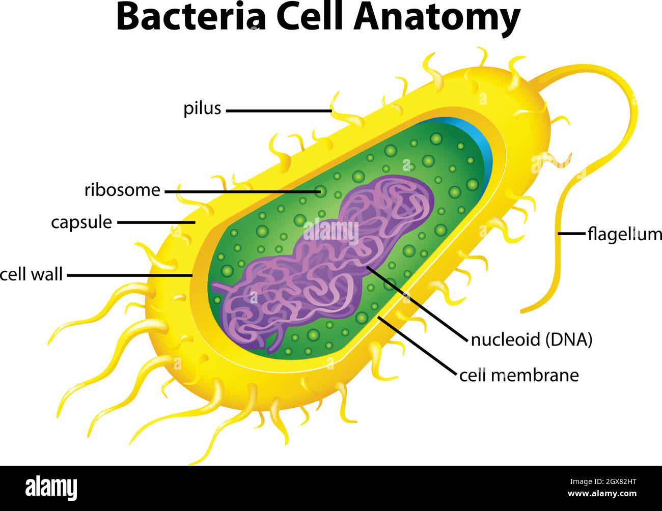 Struttura cellulare di batteri Illustrazione Vettoriale