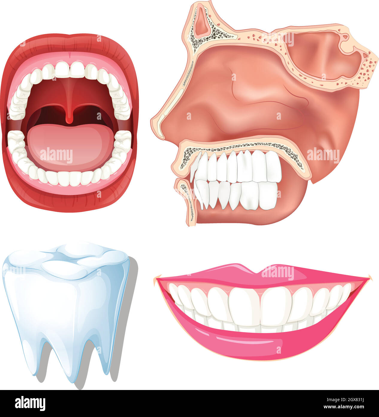 Anatomia dei denti umani Illustrazione Vettoriale