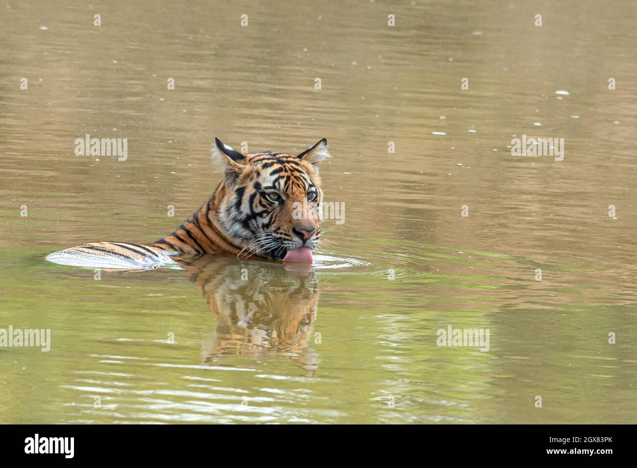 Tiger cub dissetante mentre si rilassa in una piscina d'acqua. Foto Stock