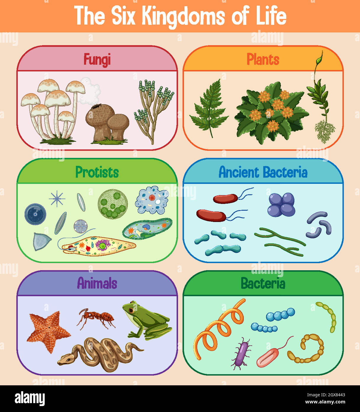 Manifesto scientifico di sei regni della vita Illustrazione Vettoriale