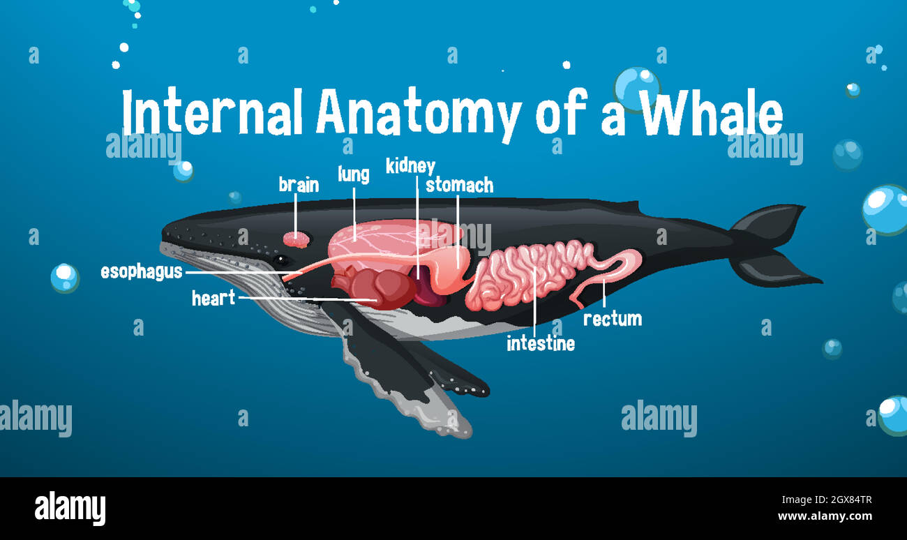 Anatomia interna di una balena con etichetta Illustrazione Vettoriale Anatomia interna di una balena con etichetta Illustrazione Vettoriale