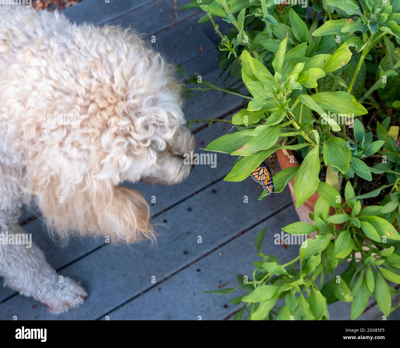 Curioso cane Goldendoodle in movimento per guardare Western Monarch Butterfly appeso sulla foglia nel giardino di casa Foto Stock