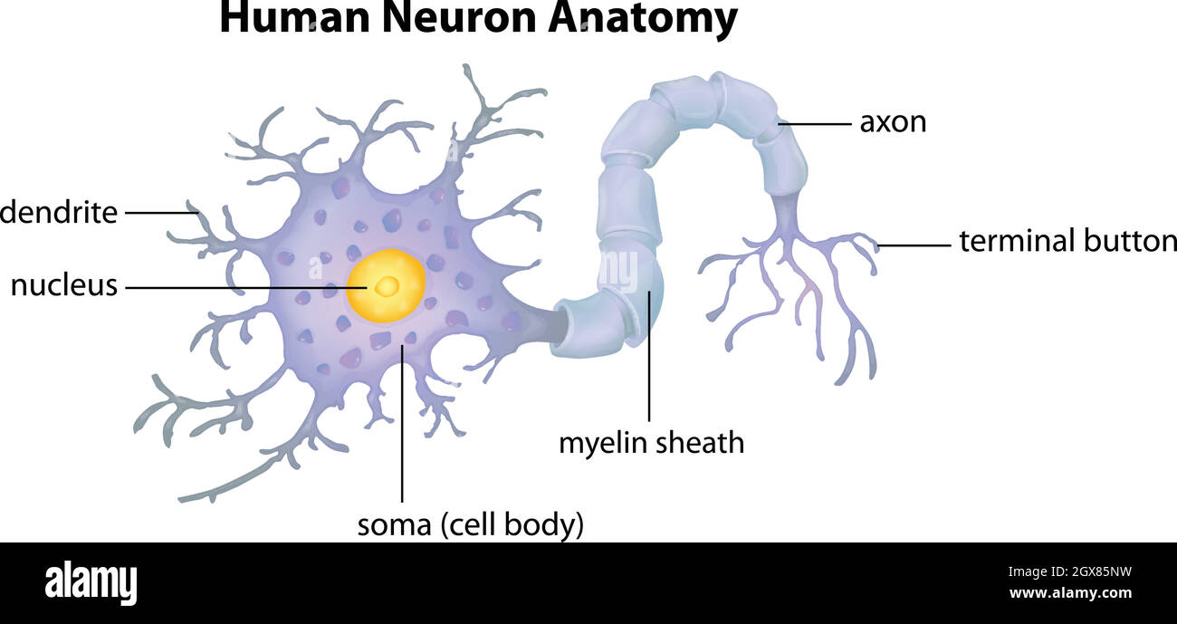 Anatomia del neurone umano Illustrazione Vettoriale