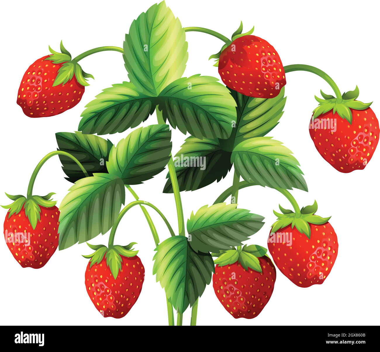 Pianta di fragole con fragole rosse Illustrazione Vettoriale