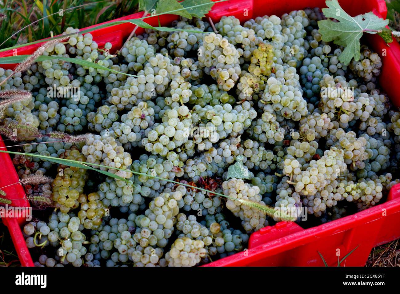 Le uve Sauvignon blanc sono state coltivate con successo nelle regioni del wne in tutto il mondo. La regione vinicola del lago Chelan è ben nota per il lungo mare in crescita Foto Stock