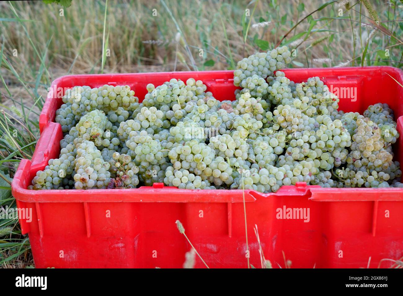 Le uve Sauvignon blanc sono state coltivate con successo nelle regioni del wne in tutto il mondo. La regione vinicola del lago Chelan è ben nota per il lungo mare in crescita Foto Stock