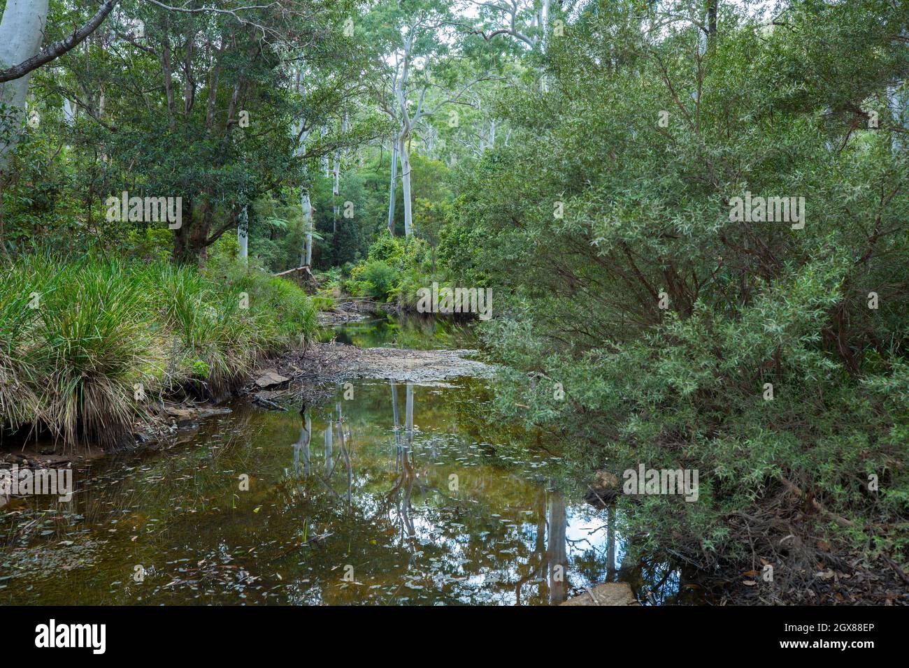 Tranquillo torrente con la foresta pluviale circostante riflessa in acqua ancora scura al Parco Nazionale Kroombit Tops in Australia Foto Stock