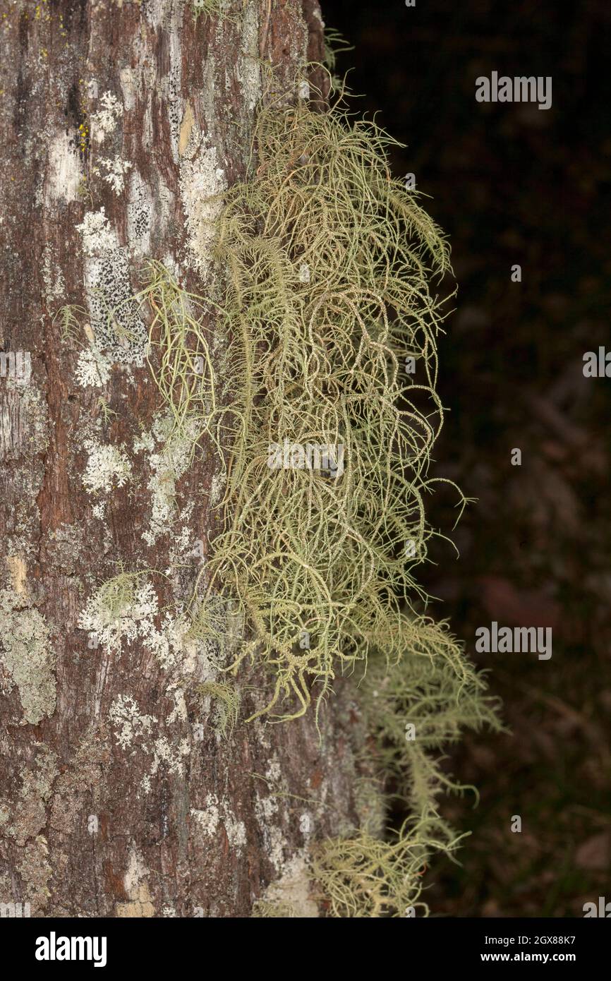 Lichen, una specie di Usnea, che cresce su un tronco di albero al Parco Nazionale di Kroombit Tops nel Queensland Australia Foto Stock