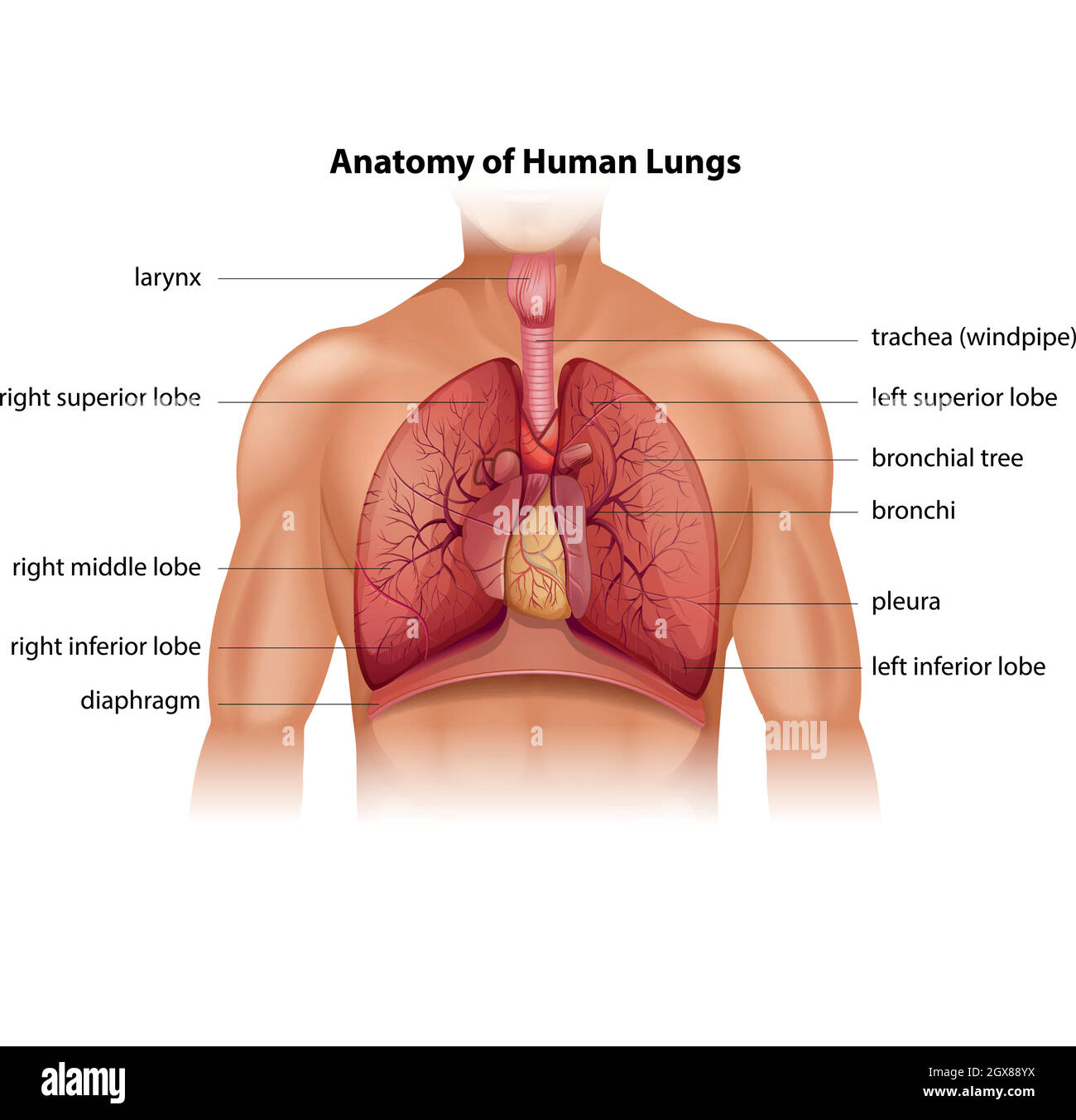 Anatomia dei polmoni umani Illustrazione Vettoriale