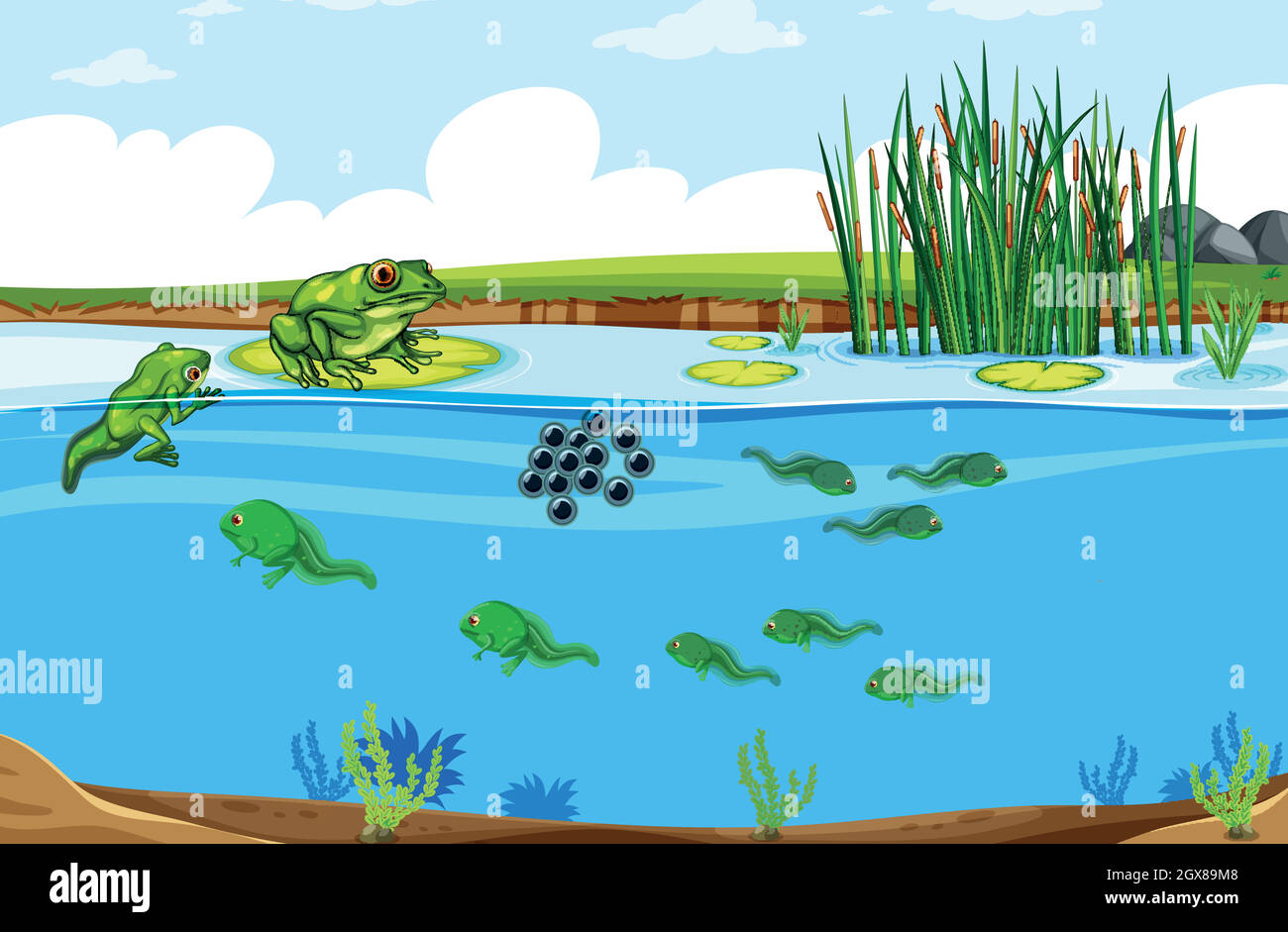 Scena del ciclo di vita della rana verde Illustrazione Vettoriale