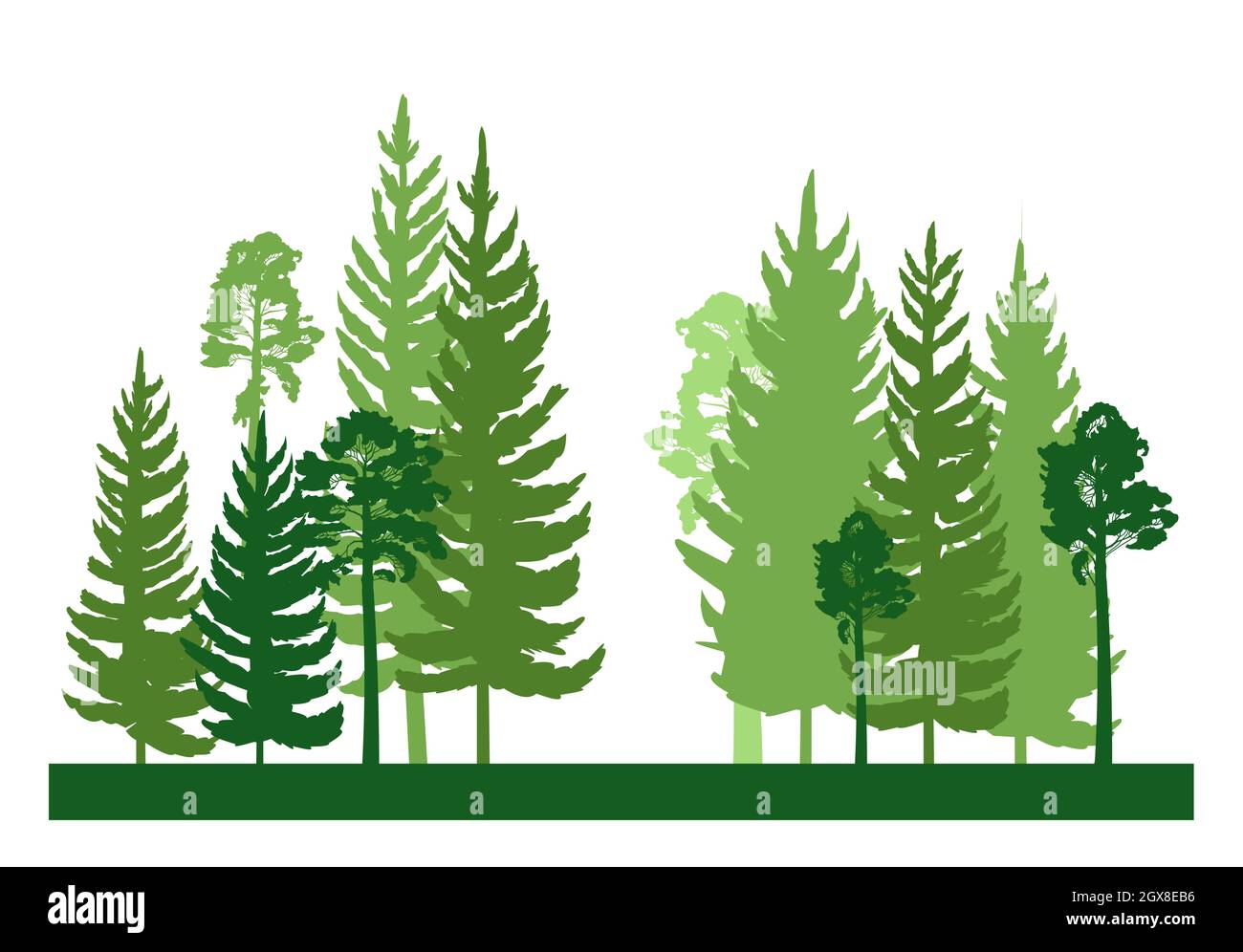 Silhouette della foresta. Paesaggio con alberi di conifere. Splendida vista sul verde. Pino e abete rosso. Natura estiva. Vettore di illustrazione isolato Illustrazione Vettoriale