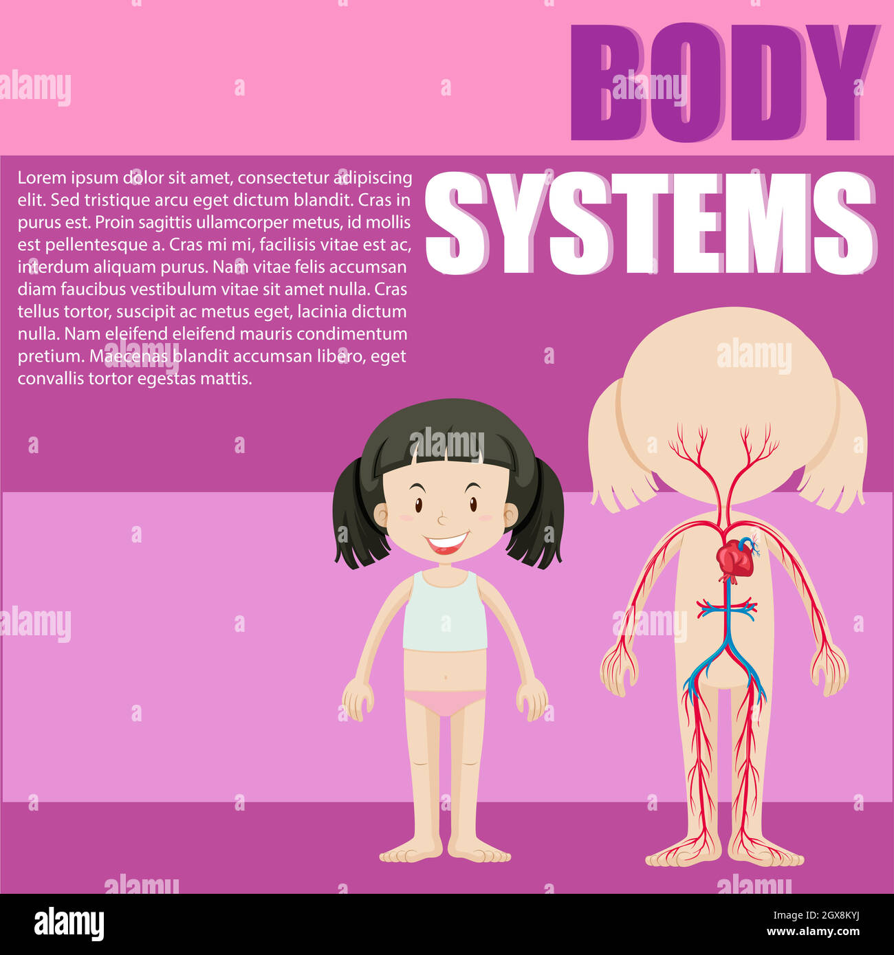 Sistema del corpo di una ragazza Illustrazione Vettoriale