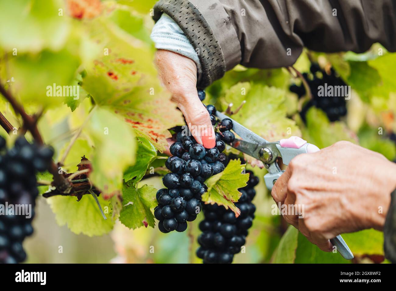 REMICH, LUSSEMBURGO-OTTOBRE 2021: Reportage presso la vendemmia stagionale del Pinot Nero nei vigneti Foto Stock