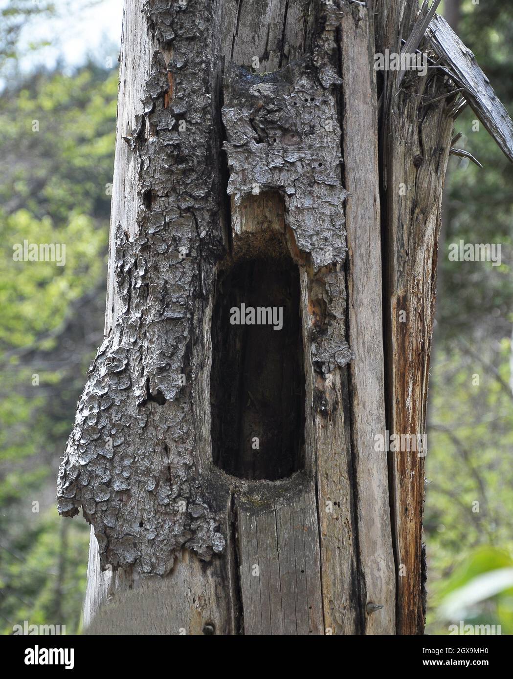 Woodpecker grotta in un grumo di alberi morti Foto Stock